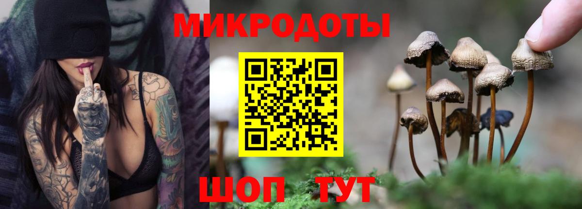 Псилоцибиновые грибы Cubensis Губаха